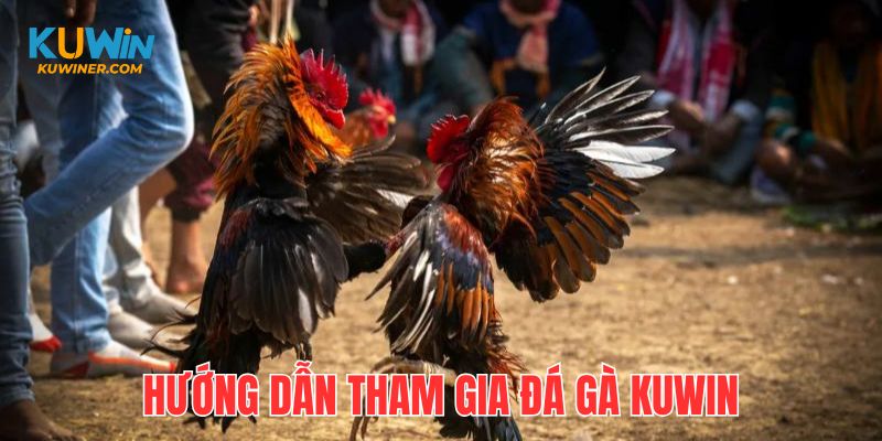 Bỏ túi 4 bước tham gia đặt cược đá gà Kuwin nhanh chóng, hiệu quả